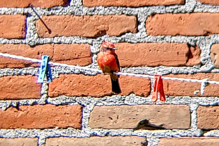 Red bird on a string with clothespins against a brick background