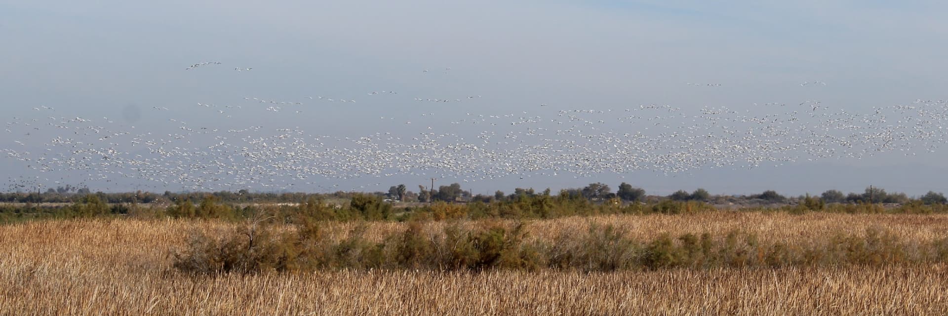 brown reeds in marsh with hundreds or white dots in the sky overhead