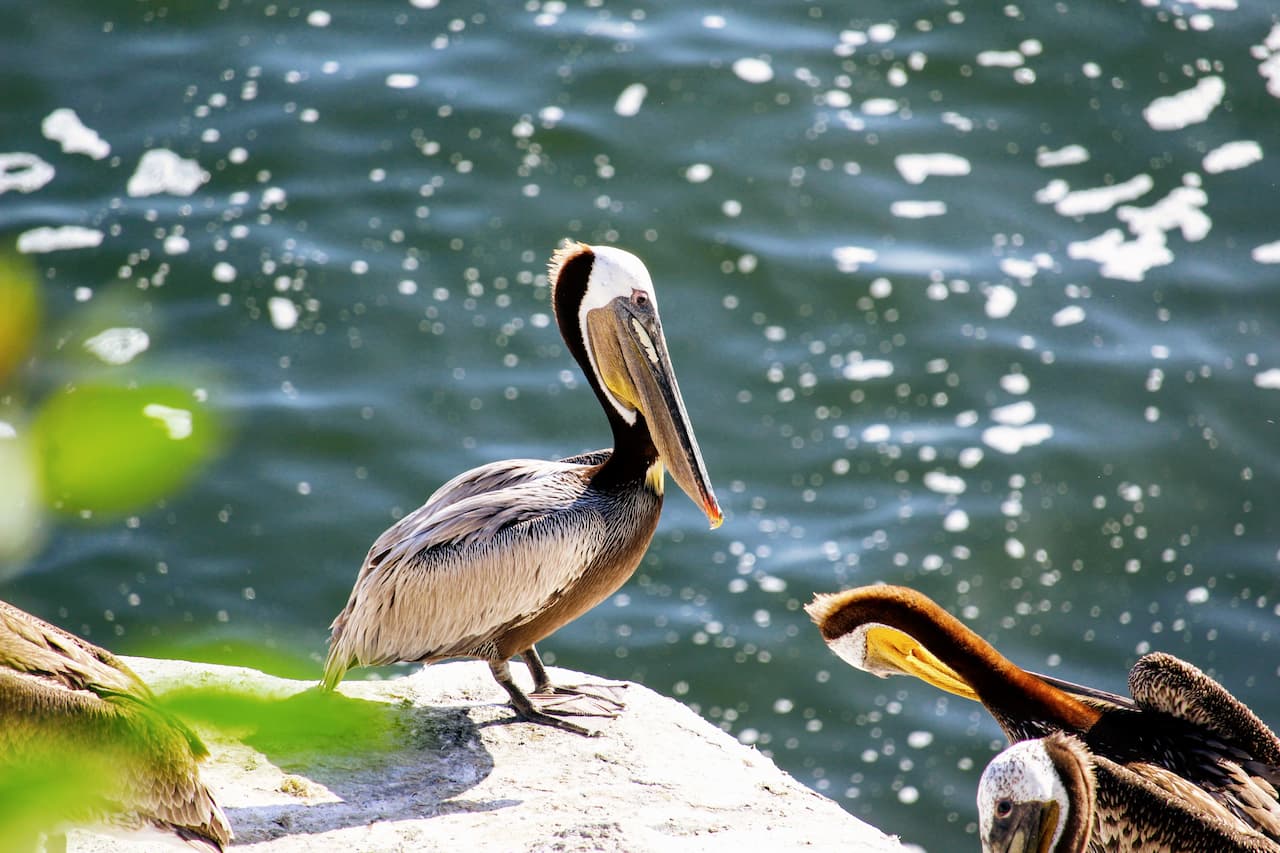 Pelican standing on coastal rocks in bright sunlight.