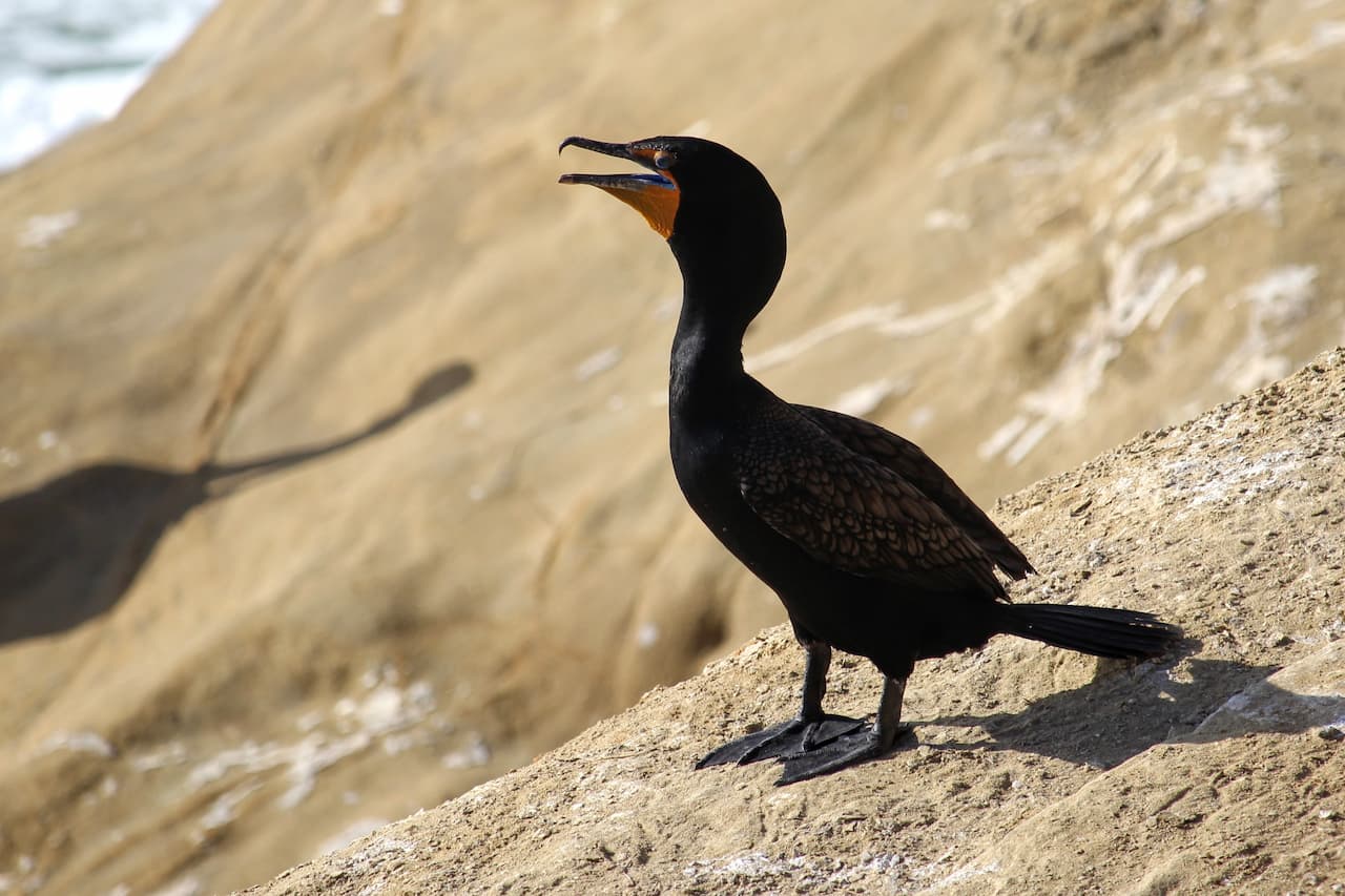 black bird with long neck and red bill on a cliff.