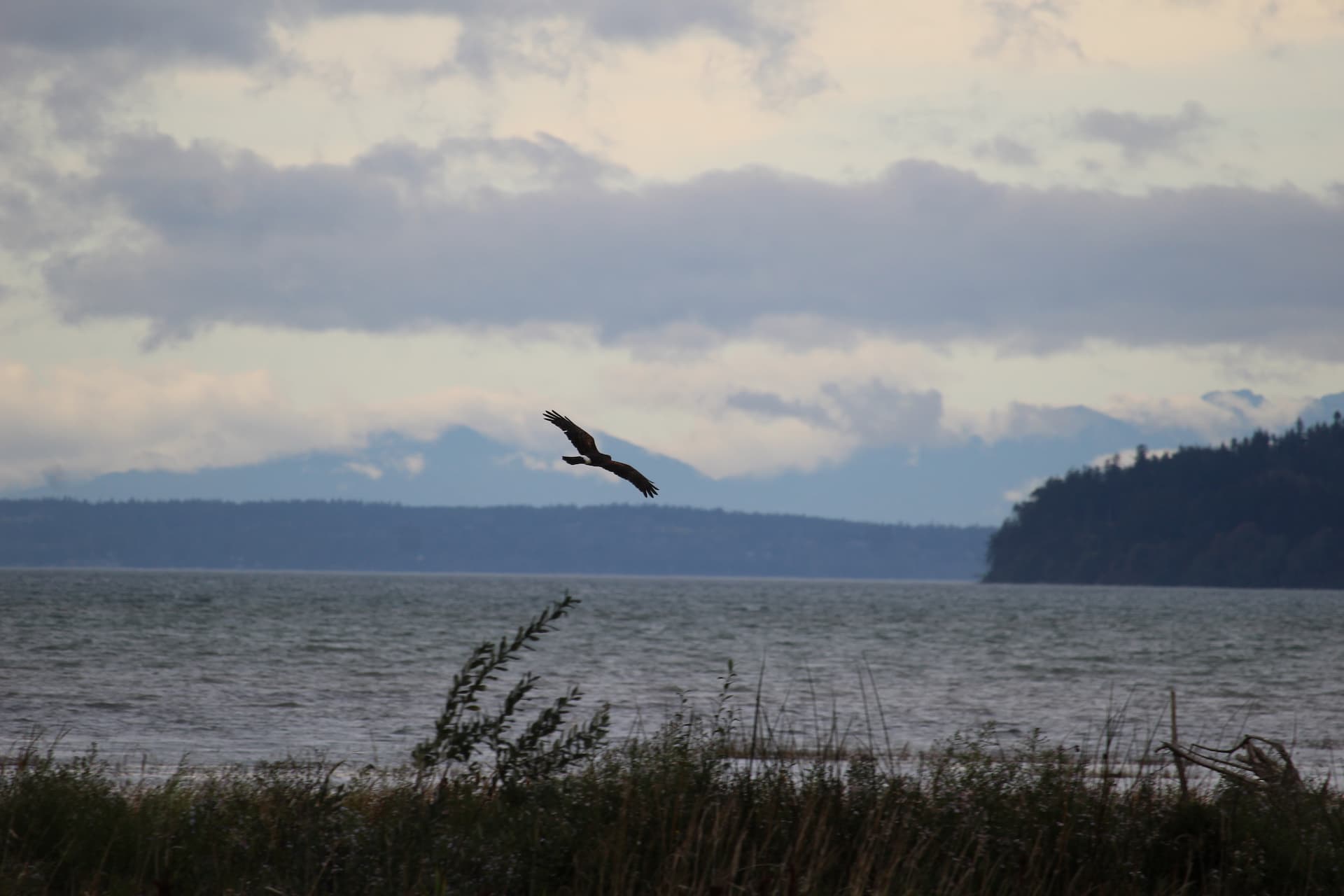 hawk flying over reeds with water behind.