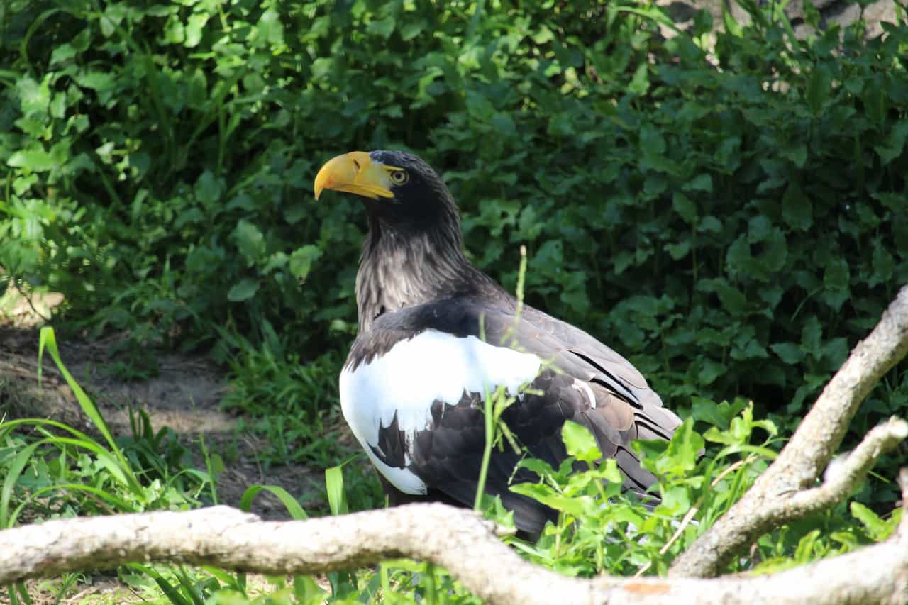 large eagle standing on ground at close range