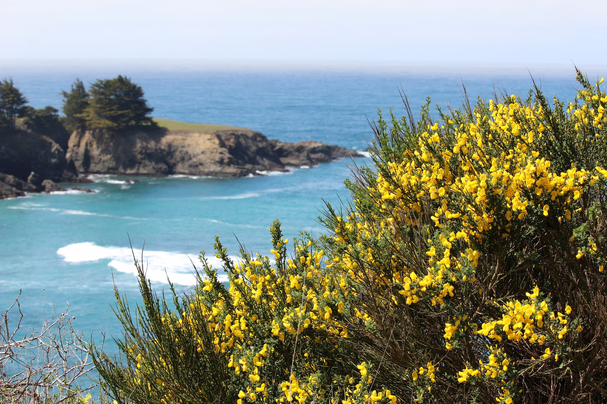 Flowering bush in front of ocean coast.