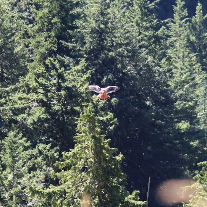 Looking down on a bird with evergreen trees below.