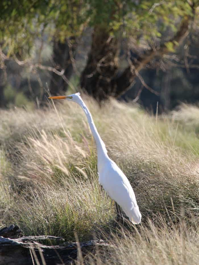 Long-necked crane standing among dead grasses.