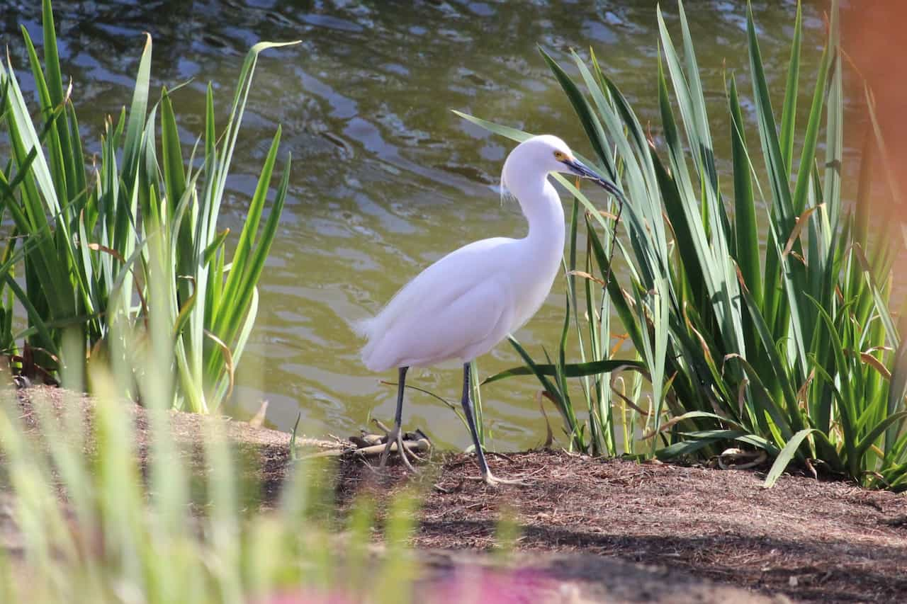 Pure white crane walking along grasses on a shoreline