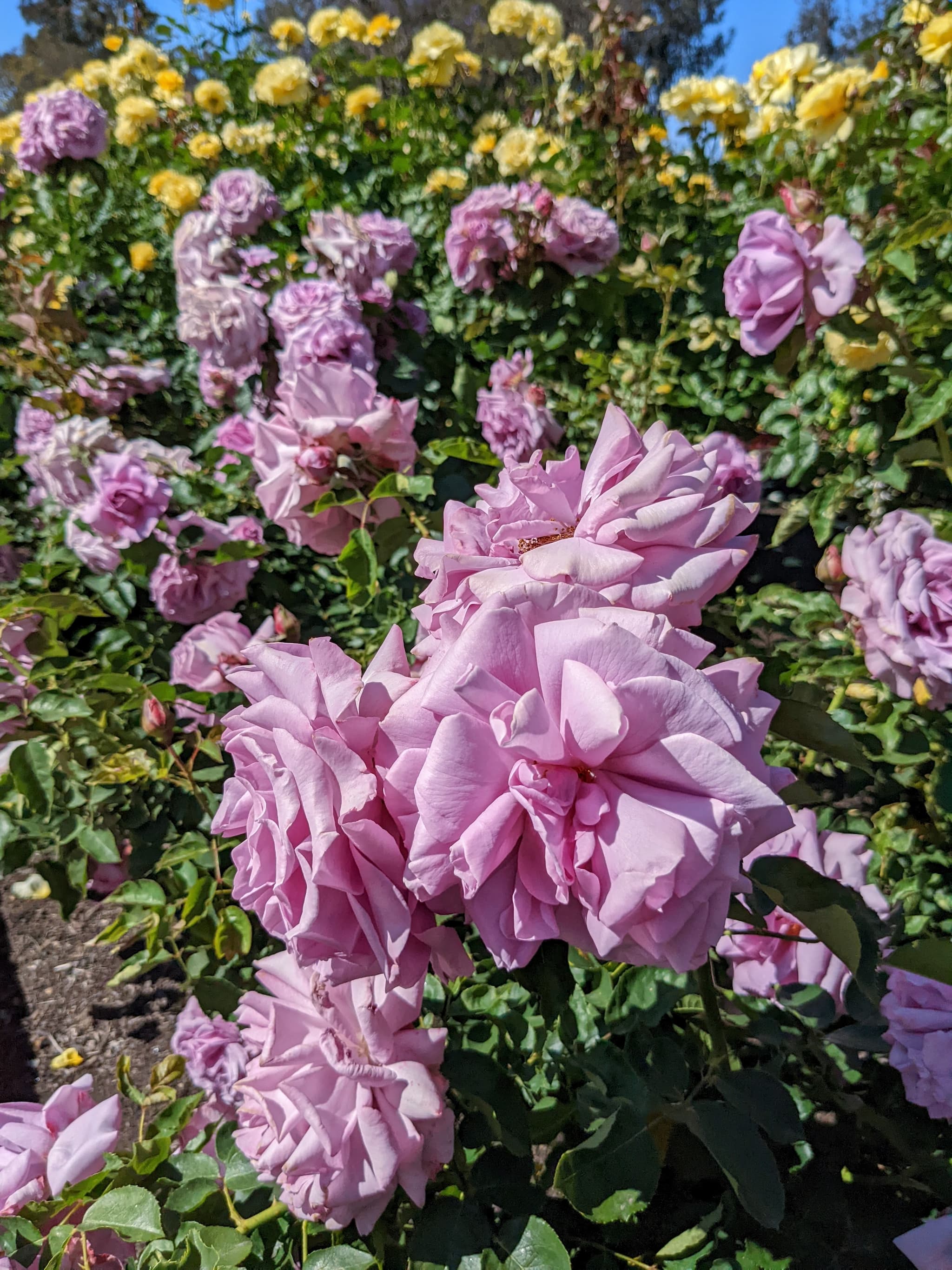 light purple rose bushes with yellow roses behind.