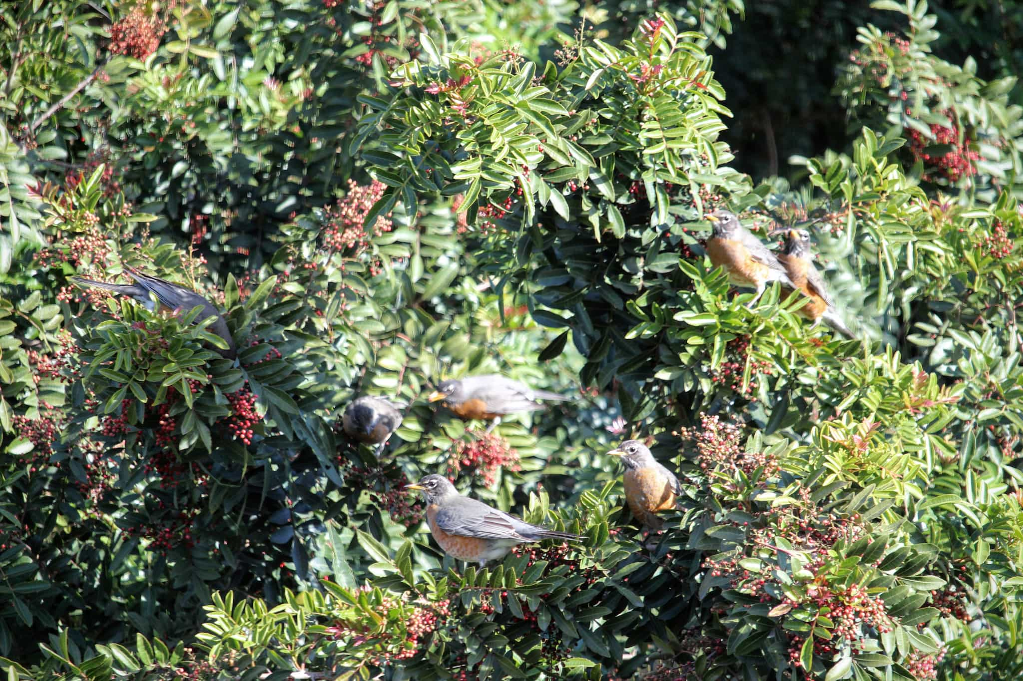 7+ robins in a tree with small red fruits