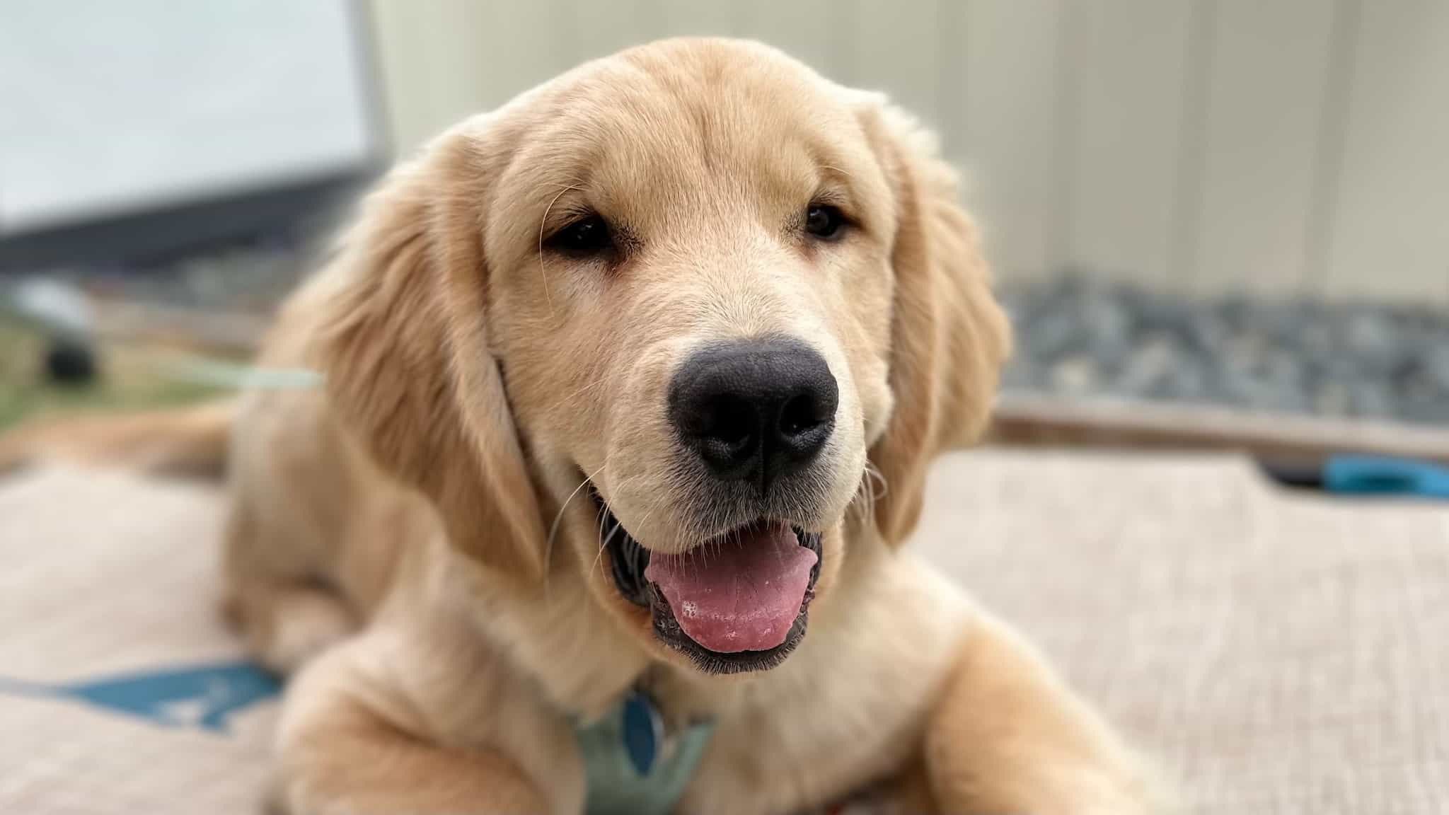 Closeup of golden retriever laying on a dog bed