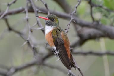 small bird with red beak, green head, white neck, and orange body and green-brown wings on a thorny branch