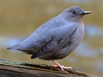 dark round bird standing on a log