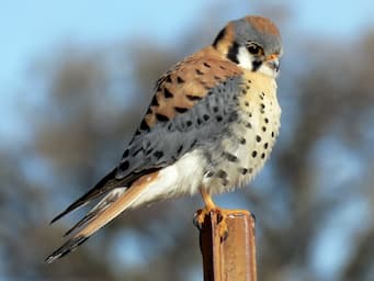 bird on a post with a red back, blue wings, and white belly and black spots all over