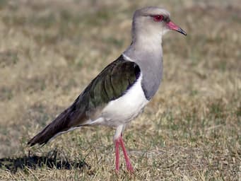 bird standing in a field with red legs and beak, a thick neck, and dark wings