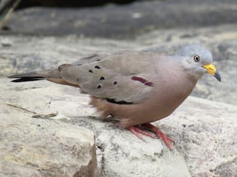 dove on rock with pink hued body, gray back, yellow beak, and a red stripe on the wing