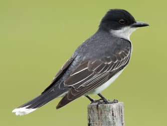 Black and white bird standing on a fence post