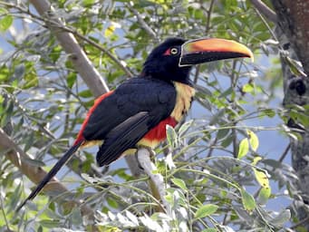 black bird with large orange and black bill and red and yellow chest