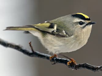 Round gray bird with black, white, and yellow stripes.