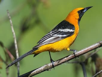 orange bird with black and white wings and black face.