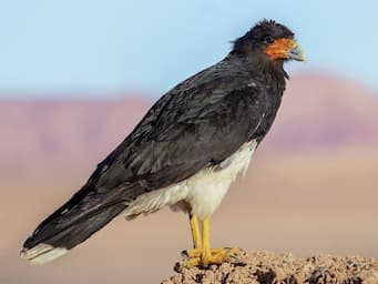 large bird standing on rocks with black body, white belly, and a red face