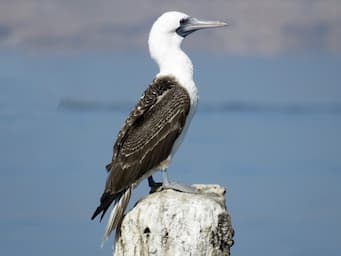 bird standing on post with black wings and a white body, water in the background