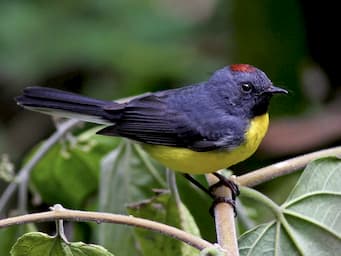 small bird with yellow belly, blue back and wings, and a small red patch on top of its head