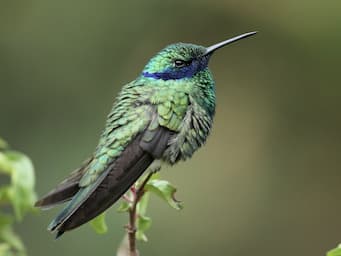 green hummingbird with long wings extending past its body, a long bill and a blue streak across its eye