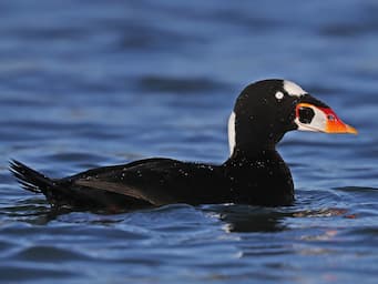 Clownish black duck on the water.