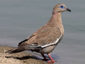 brown dove at water's edge with pink legs, blue eye ring, and white on the edge of its wing