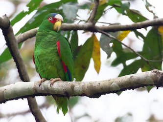 Green and white parrot.