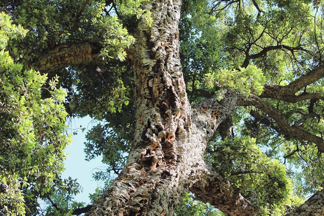 Looking up a large tree with splits in tree bark.