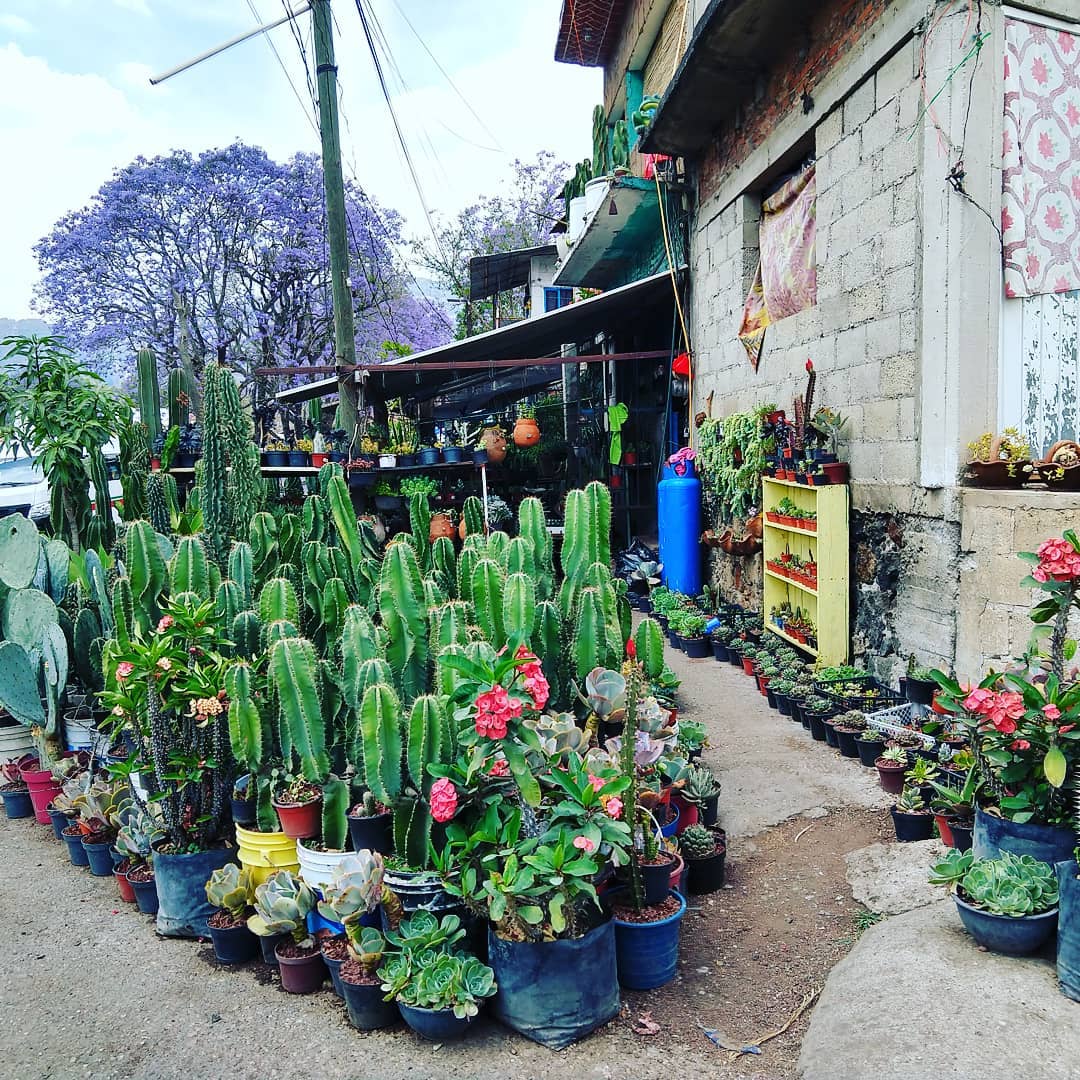 Concrete building with tightly packed planters of cacti, succulents, and other plants. A large jacaranda tree with purple flowers is visible in the background.