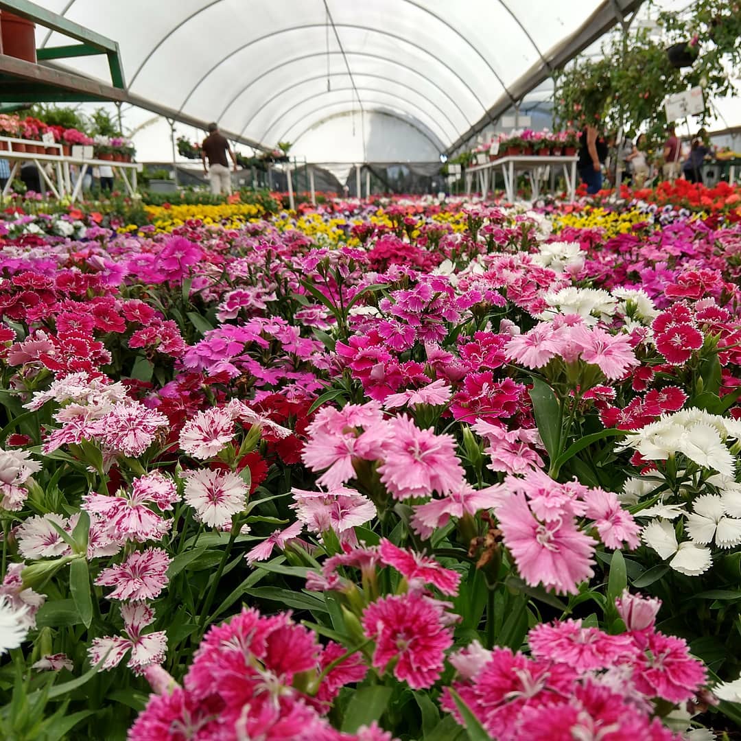 Greenhouse with colorful flowers.