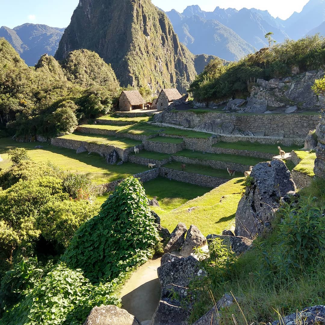 Llamas grazing on grassy terraces between ruins of ancient buildings.