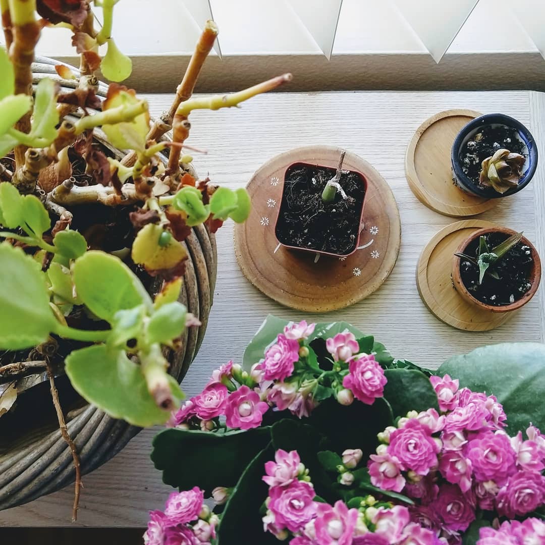 Three small posts with scrawny plants next to a bright green kalenchoe with pink flowers.