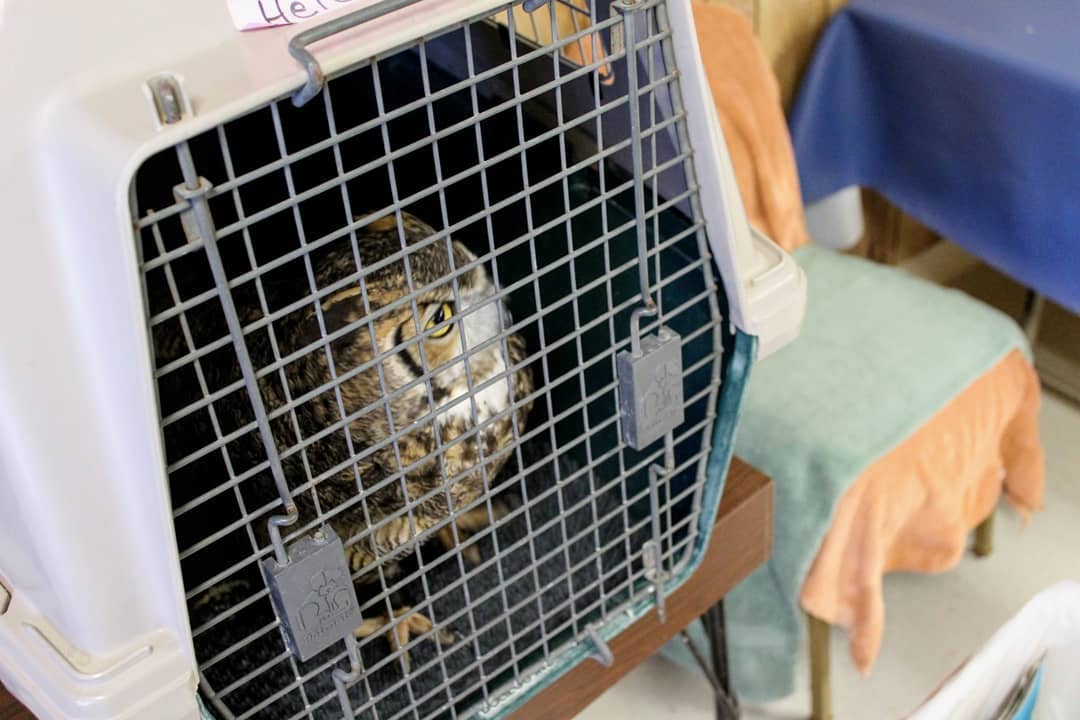 An owl looking out of a kennel.