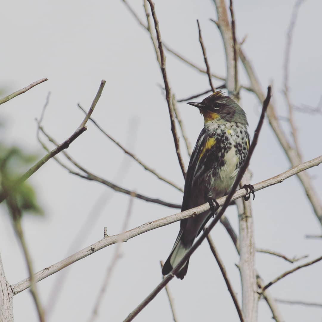 Black white and yellow songbird sitting up in bare tree branches.