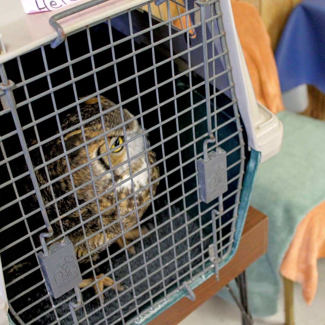 Owl looking out of a dog crate