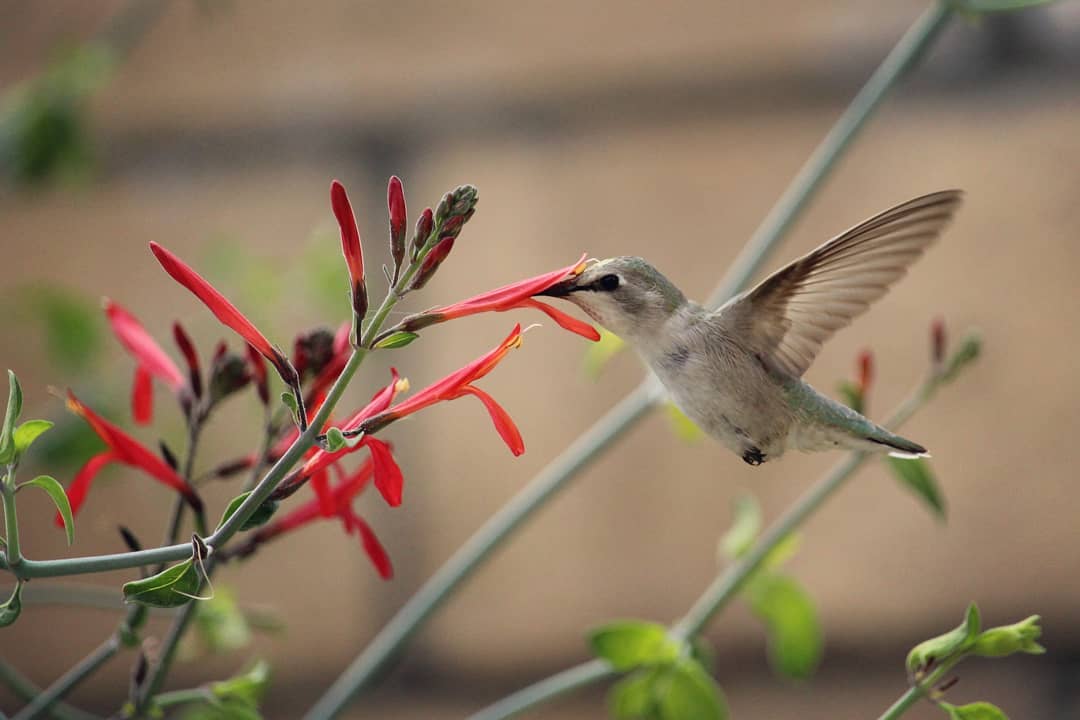 Hummingbird feeding from a red flower with wings spread wide.