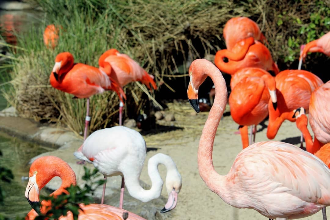 White and pink flamingos standing on the edge of a pond.