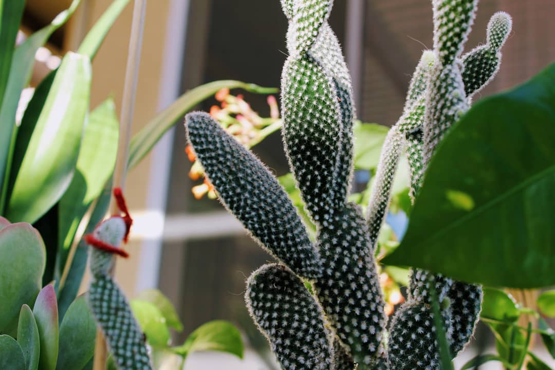 Closeup of cactus surrounded by other plants.