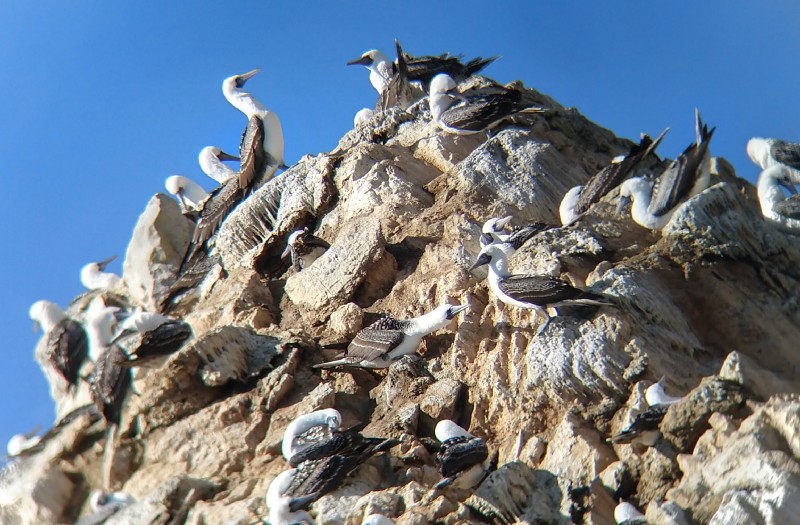 Birds with white bodies and brown wings on top of a rocky hill