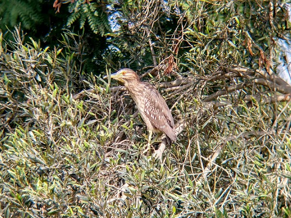 large brown bird in tree branches