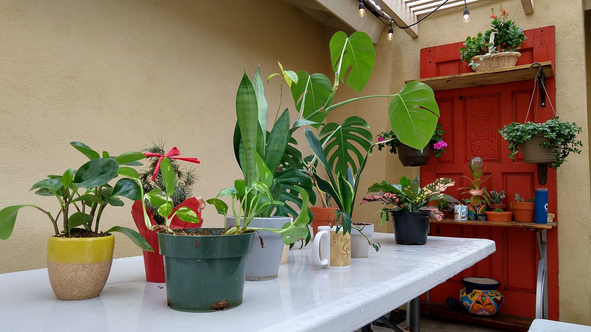 Picnic table with house plants and a door with a shelf covering smaller pots of plants.