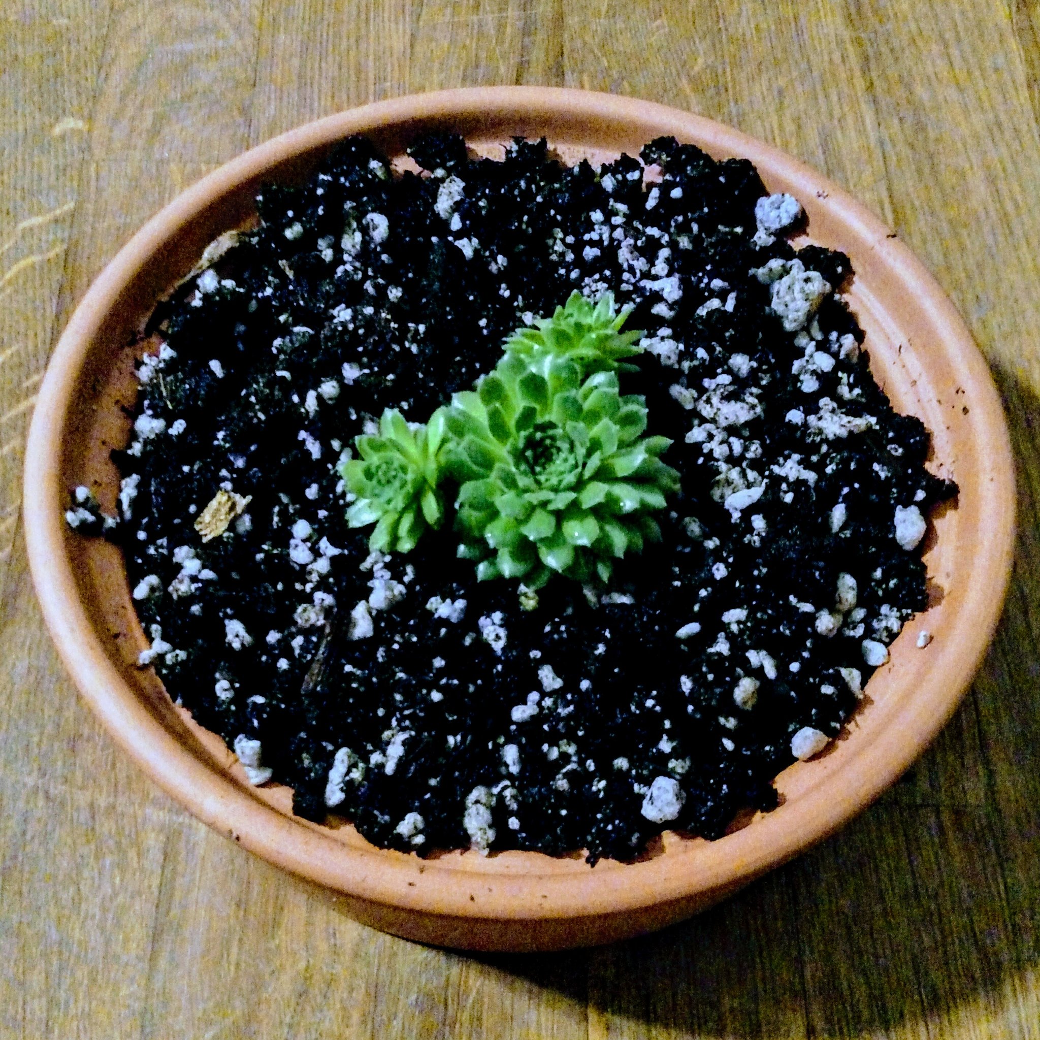 Wide, shallow pot with green succulents planted in the middle and plenty of unused soil.